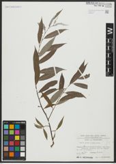 Foto von Salix alba L.